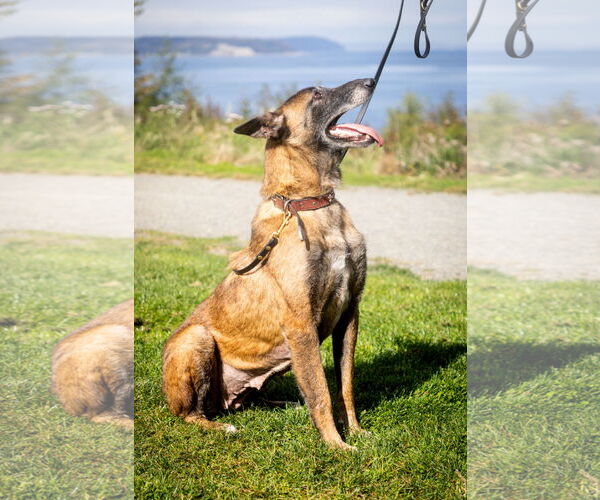 Medium Photo #3 Mutt Puppy For Sale in Seattle, WA, USA