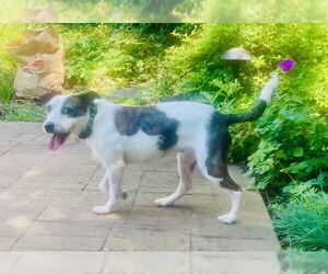 Jack Russell Terrier-Unknown Mix Dogs for adoption in St. Louis Park, MN, USA