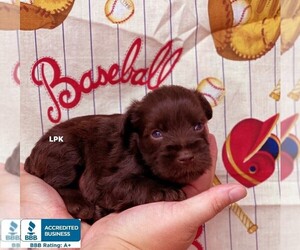 Schnauzer (Miniature) Puppy for sale in WINNSBORO, LA, USA