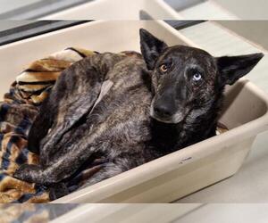 Holland Shepherd Dogs for adoption in Bakersfield, CA, USA