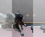 Small Photo #1 Cane Corso Puppy For Sale in MEDARYVILLE, IN, USA