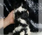 Small Photo #48 Cavalier King Charles Spaniel Puppy For Sale in WARSAW, IN, USA