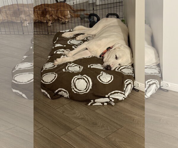 Medium Photo #12 Great Pyrenees-Unknown Mix Puppy For Sale in Houston, TX, USA