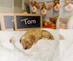 Puppy Tom Bernedoodle