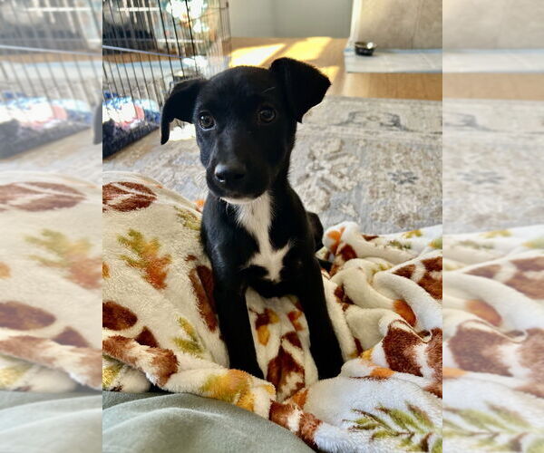 Medium Photo #4 Chihuahua-Unknown Mix Puppy For Sale in San Diego, CA, USA