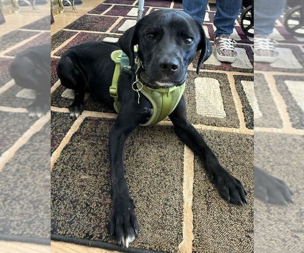 Medium Photo #3 Mutt Puppy For Sale in Mundelein, IL, USA