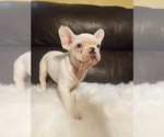 Small Photo #16 French Bulldog Puppy For Sale in BALDWIN PARK, CA, USA