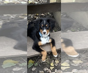 Bernese Mountain Dog Puppy for sale in GRAND ISLAND, NY, USA