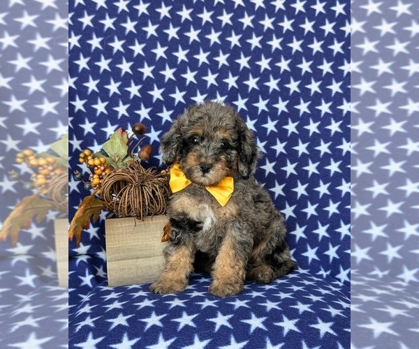 Medium Photo #1 Bernedoodle (Miniature) Puppy For Sale in OXFORD, PA, USA