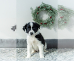 Small Photo #4 Border-Aussie Puppy For Sale in NORTHAMPTON, PA, USA