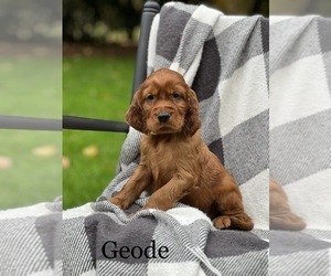 Irish Setter Puppy for Sale in SHEDD, Oregon USA