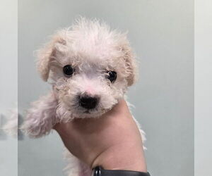Poodle (Standard)-Unknown Mix Dogs for adoption in Chico, CA, USA