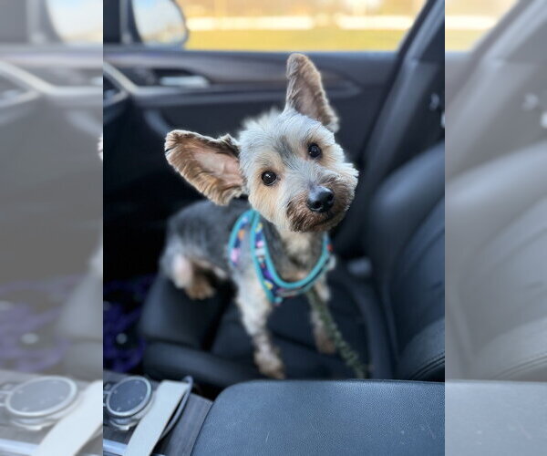 Medium Photo #4 Silky Terrier-Unknown Mix Puppy For Sale in Andover, MN, USA