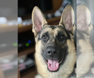 German Shepherd Dog Dogs for adoption in Millburn, NJ, USA