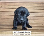 Small Photo #82 Labrador Retriever Puppy For Sale in EDGEWOOD, TX, USA