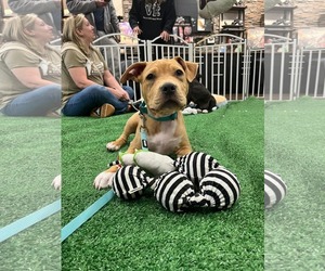 Mutt Dogs for adoption in Derwood, MD, USA