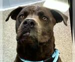 Small American Bandogge mastiff