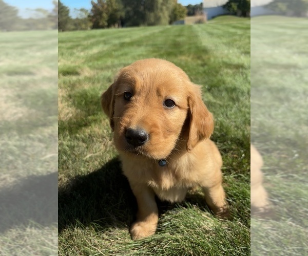 Medium Photo #8 Golden Retriever Puppy For Sale in FREDERICKSBG, OH, USA