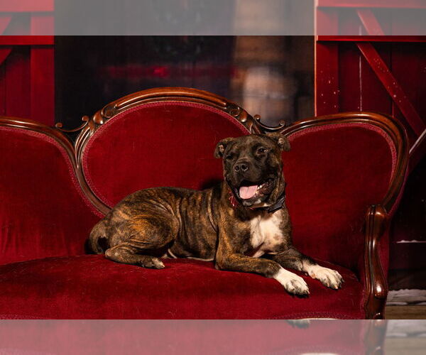 Medium Photo #2 American Pit Bull Terrier-Unknown Mix Puppy For Sale in Mooresville, NC, USA