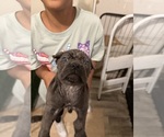 Puppy Puppy 5 Cane Corso