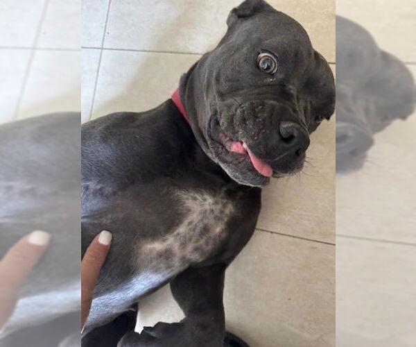 Medium Photo #2 American Pit Bull Terrier-Unknown Mix Puppy For Sale in Las Vegas, NV, USA