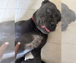 Small #1 American Pit Bull Terrier Mix
