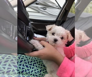 Maltese Puppy for sale in BEAVERTON, OR, USA