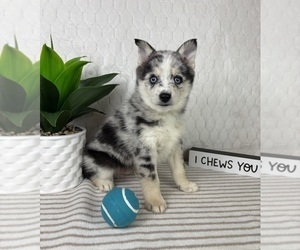 Pomsky Puppy for sale in GREENFIELD, IN, USA