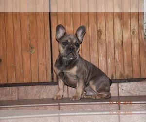 French Bulldog Puppy for sale in KATY, TX, USA