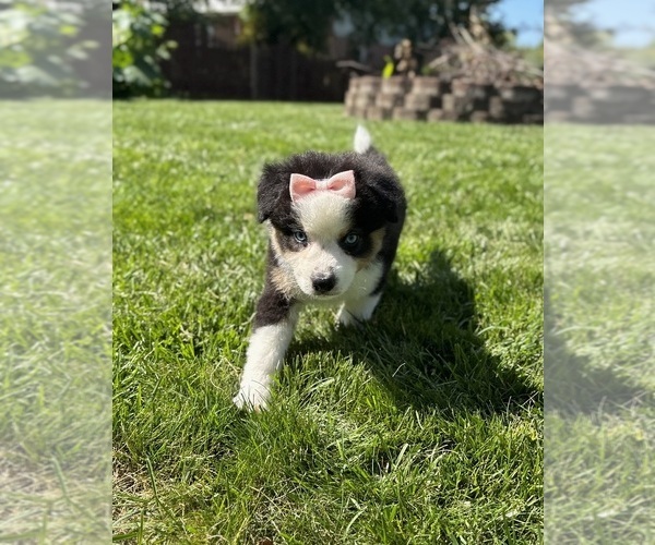 Medium Photo #8 Miniature Australian Shepherd Puppy For Sale in NOBLESVILLE, IN, USA