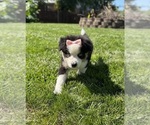 Small #7 Miniature Australian Shepherd