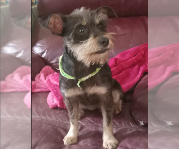 Medium Photo #2 Mutt Puppy For Sale in Cranston, RI, USA