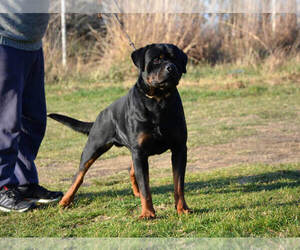 Father of the Rottweiler puppies born on 03/19/2022