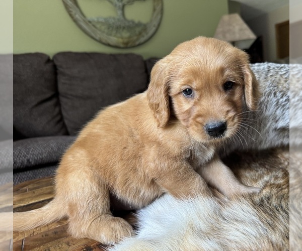Medium Photo #1 Golden Retriever Puppy For Sale in FORDLAND, MO, USA