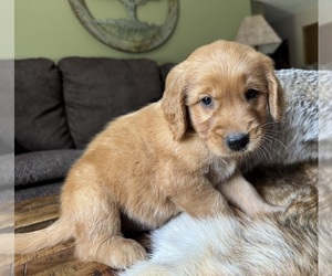 Golden Retriever Puppy for sale in FORDLAND, MO, USA