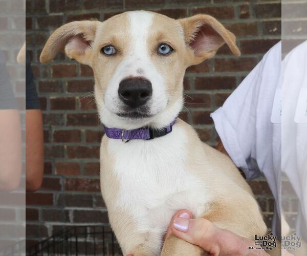 Medium Photo #1 Australian Shepherd-Unknown Mix Puppy For Sale in Washington, DC, USA