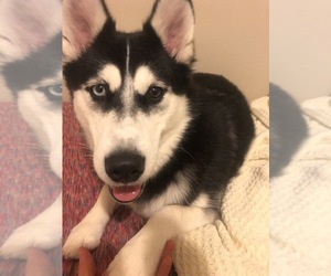 Siberian Husky Puppy for sale in CARY, NC, USA