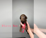 Puppy Ren Labrador Retriever