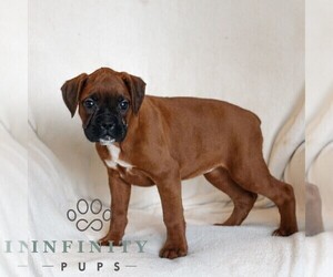 Boxer Puppy for sale in HONEY BROOK, PA, USA