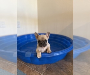 French Bulldog Puppy for sale in COLORADO SPRINGS, CO, USA