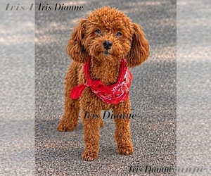 Father of the Poodle (Toy) puppies born on 09/07/2026