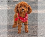 Small Photo #1 Poodle (Toy) Puppy For Sale in RANCHO CUCAMONGA, CA, USA