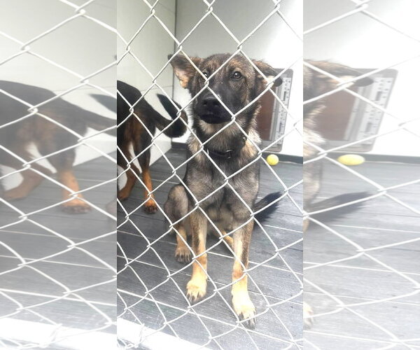 Medium Photo #3 German Shepherd Dog Puppy For Sale in Hinton, WV, USA