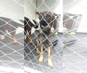 Lilly (6mo, 30lbs) - Female German Shepherd Dog Dog for Adoption - Photo #3