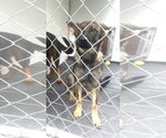 Small Photo #3 German Shepherd Dog Puppy For Sale in Hinton, WV, USA