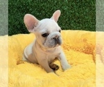 Small Photo #7 French Bulldog Puppy For Sale in BEAVERTON, OR, USA