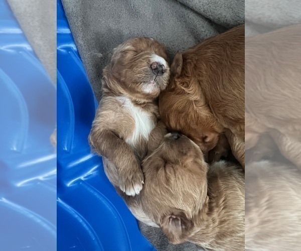 Medium Photo #9 Goldendoodle Puppy For Sale in LAKEWOOD RANCH, FL, USA