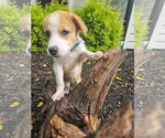 Small #3 Siberian Husky Mix