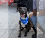 Coco - Female Mutt Dog for Adoption - Small photo