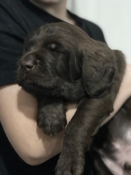 Medium Photo #4 Labradoodle Puppy For Sale in DAYTON, VA, USA